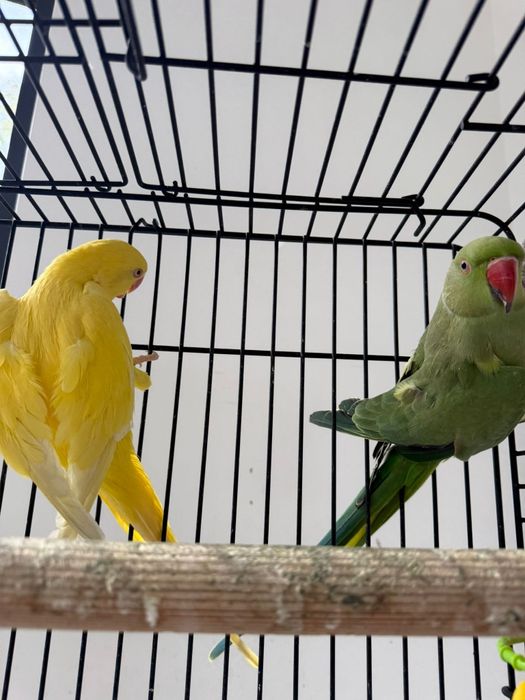 Продавам два папагала с клетка 

Продавам два красиви папагала
