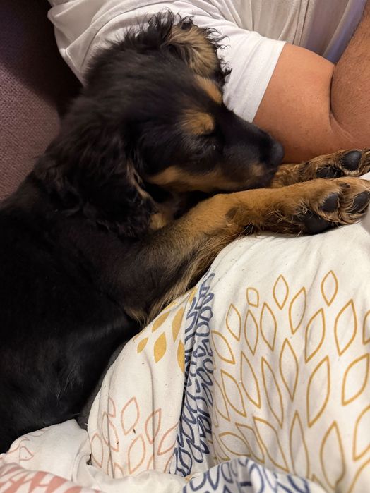 СПЕШНО!!! Подарявам женско кученце на 3 месеца