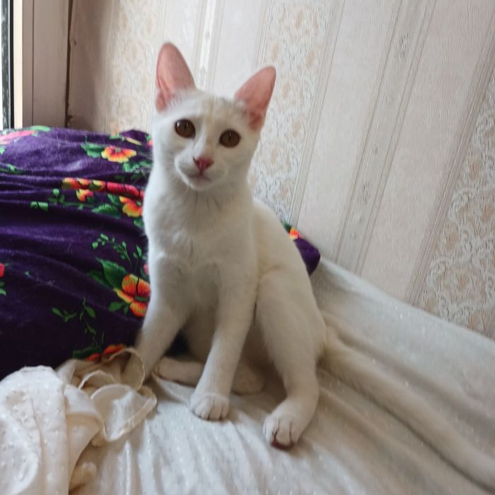 Котята бесплатно даром