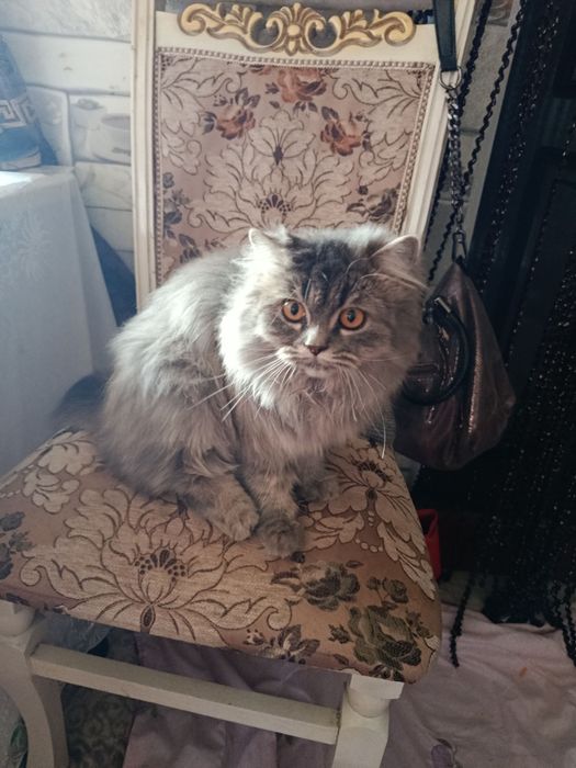 Mushuk paroda  1 yoshdan otgan sifatli