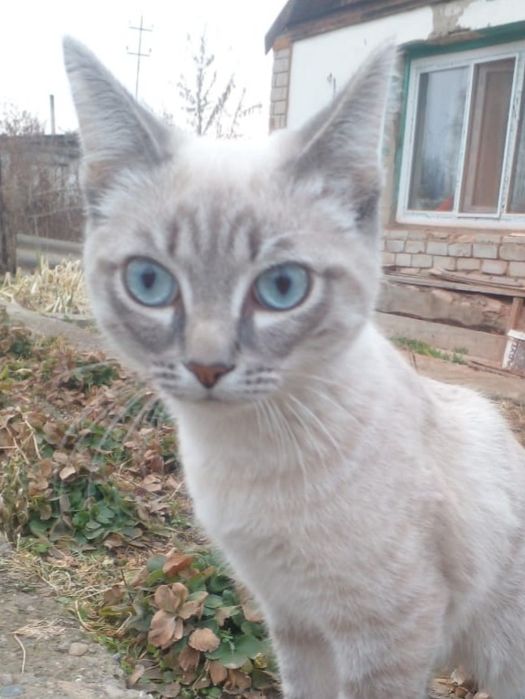 Котик мальчик умный!, красивый