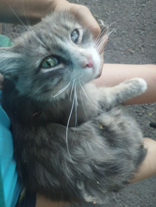 Отдам кота в добрые руки