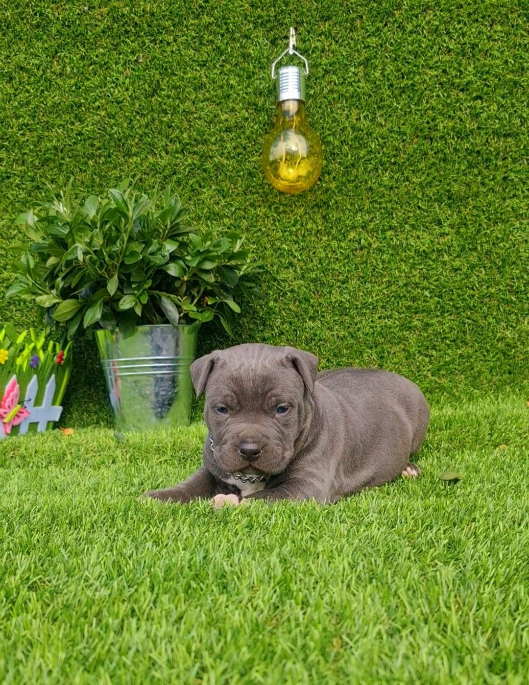 Amstaff din parinti de exceptie cu pedigree