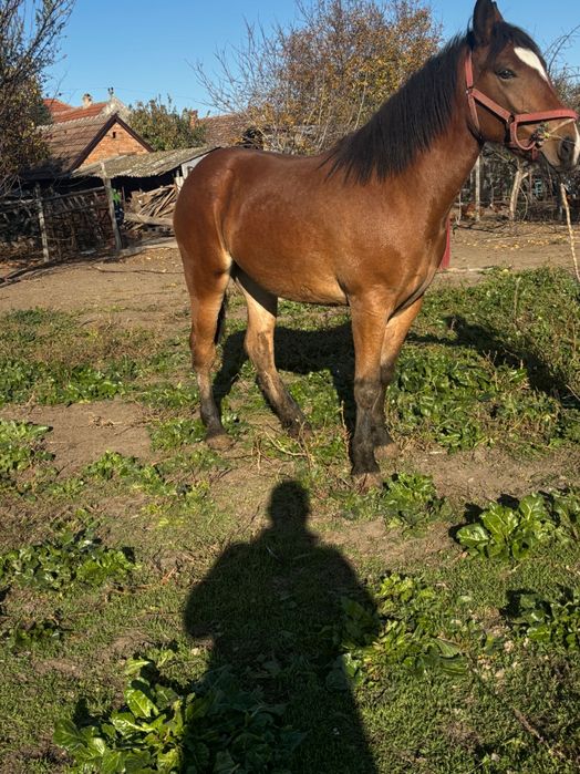 Manză de 1 an zumate foarte blândă cu forme