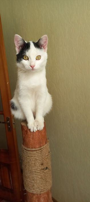 Отдам маленьких котята котенок кошки кошка