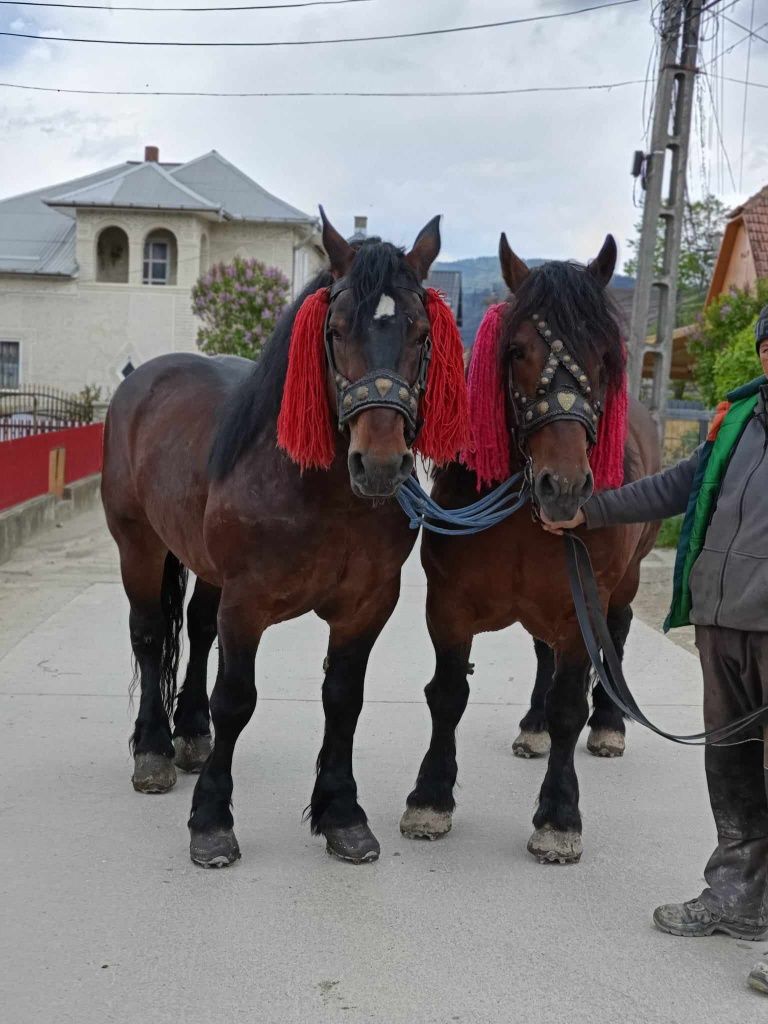 Armăsari pentru montă