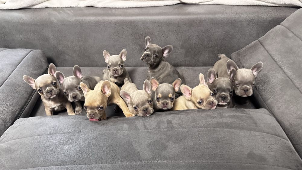 Френски булдог / Frenchie