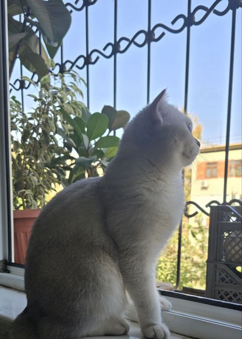 Mushuk, Zoti Fold