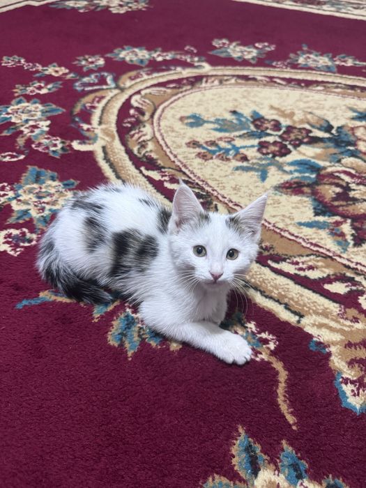 Mushuk bolasi 2 oylik boqadigan oilaga beramiz