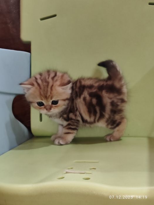 Продается Скоттиш страйт