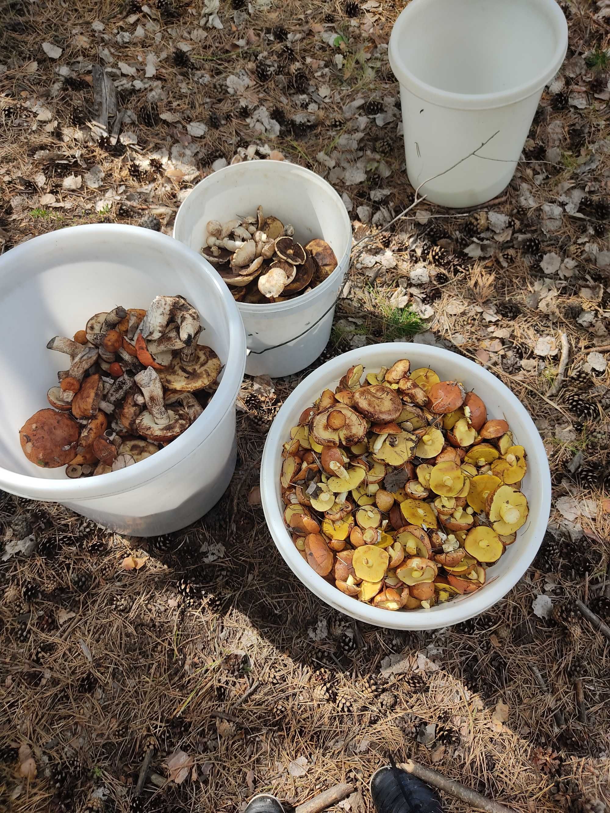 Сушеные грибы подосиновики(красноголовики) и подберёзовики