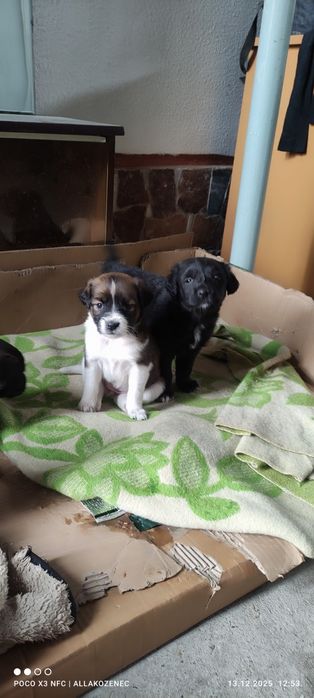 Щенки в добрые руки