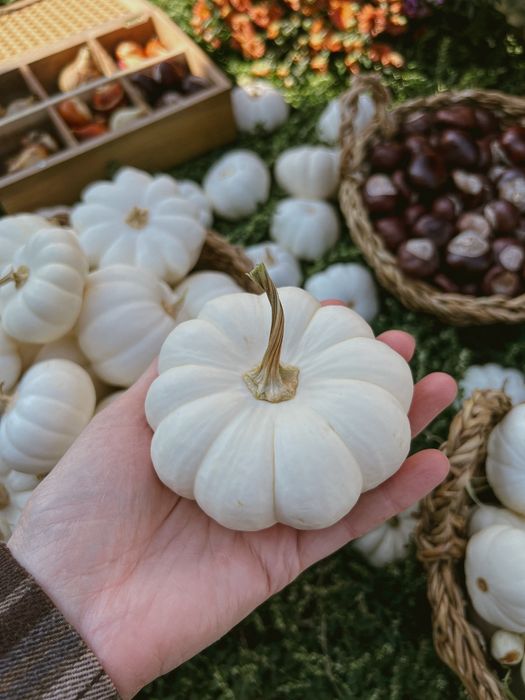 Тыква декоративная белая (осталось немного)