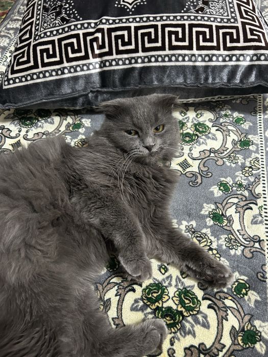 Shotlandskiy scotish fold