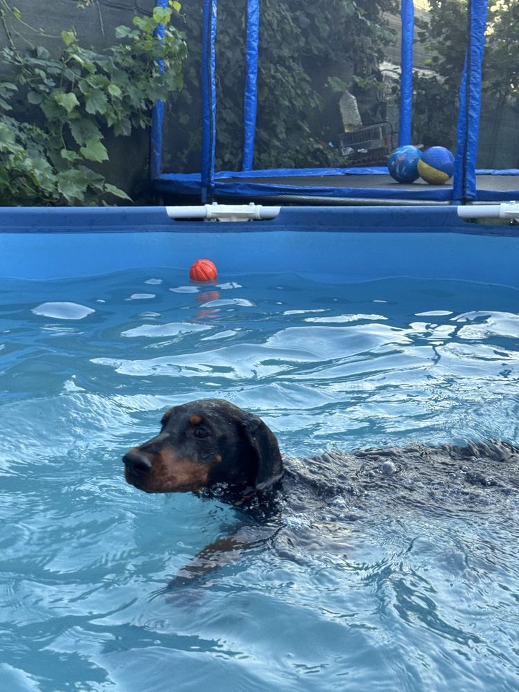 Cățeluș Doberman 3 luni