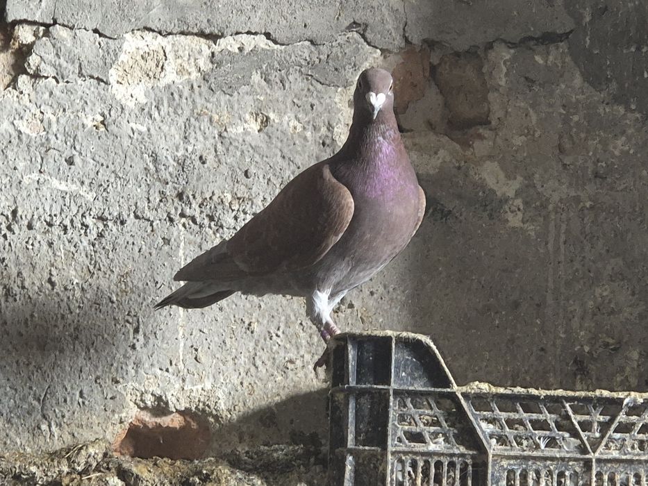 Vând porumbei voiajori stil vechi