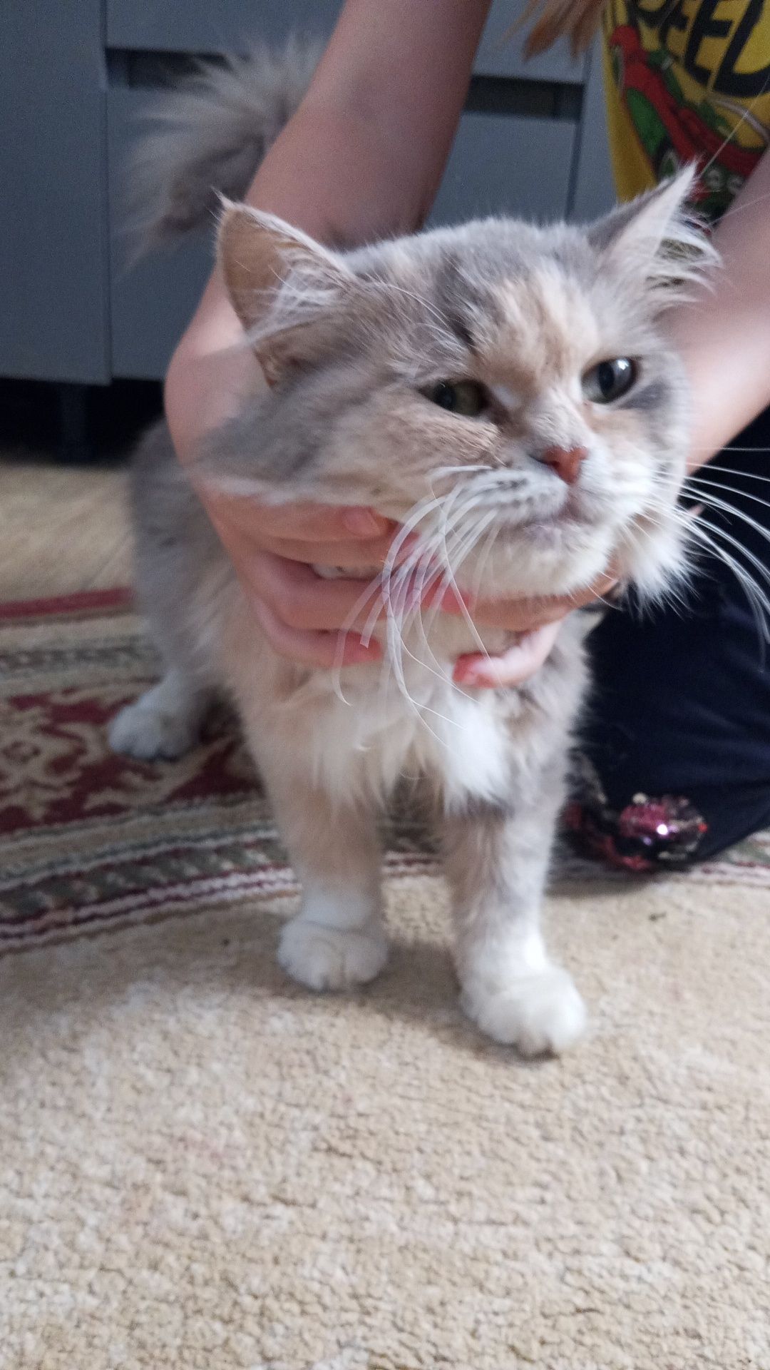8 мая рано утром пропала наша кошка (9 лет) и её маленький котёнок (пр