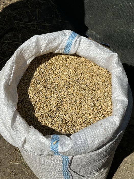 Vand Orzoaica 2025 productie bio