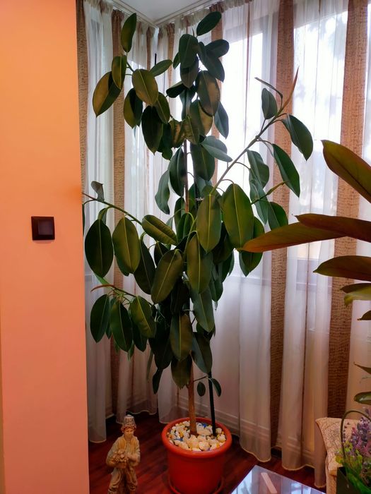 Plantă ornamentală