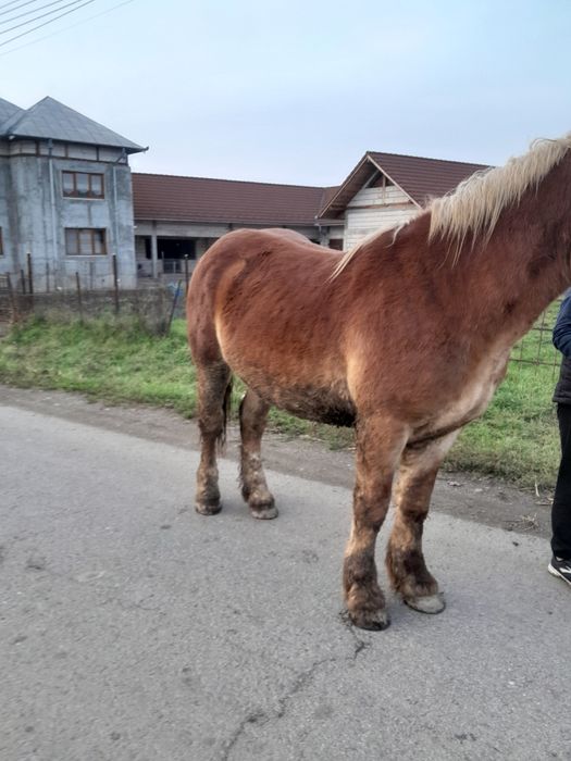Vâd manz de un an și 5 luni