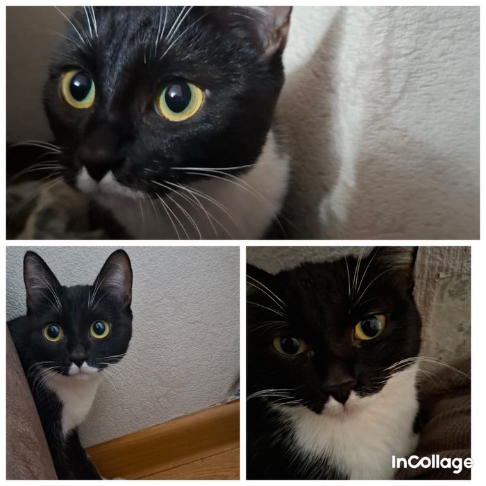 Отдам кошку в хорошие руки