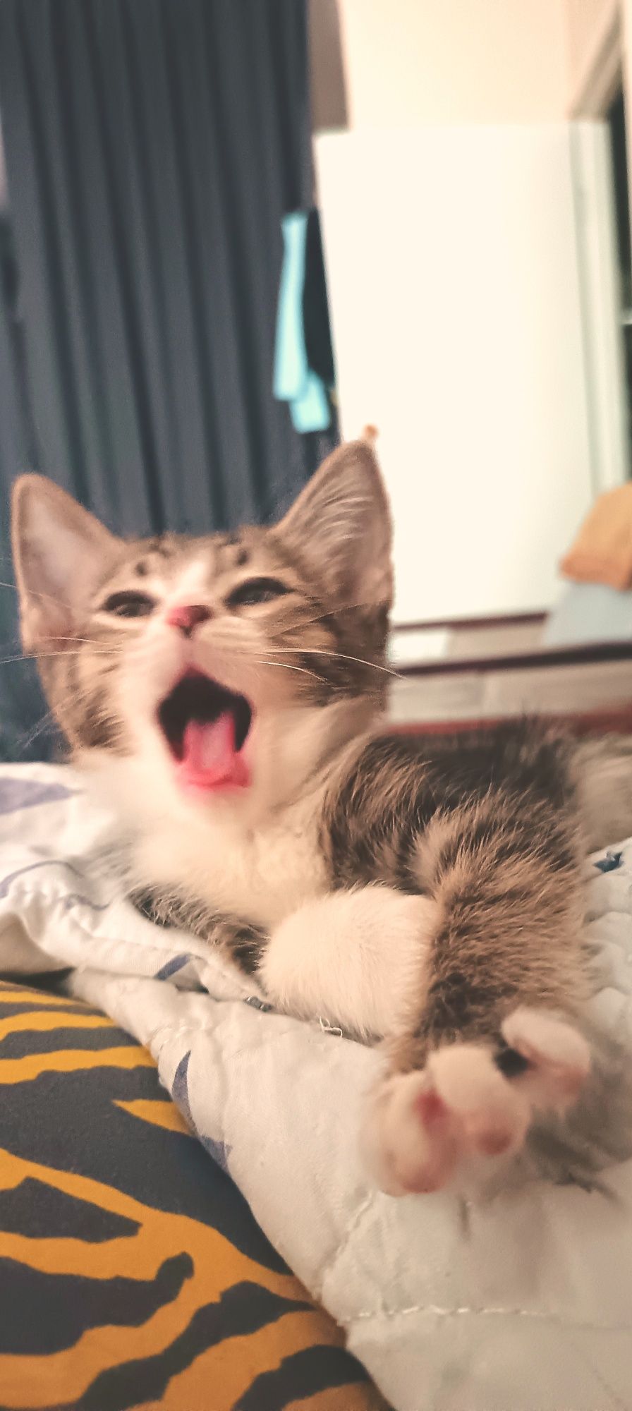 Котенок (мальчик)