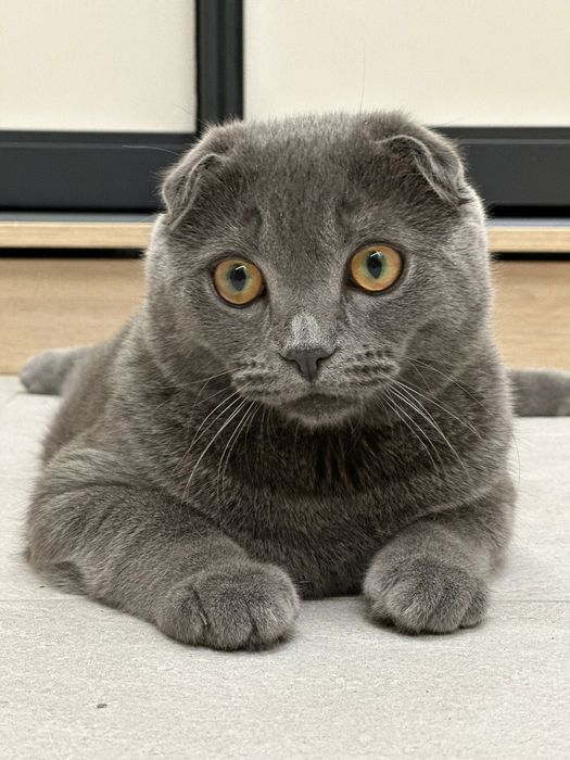 Вязка Котик всегда срочно