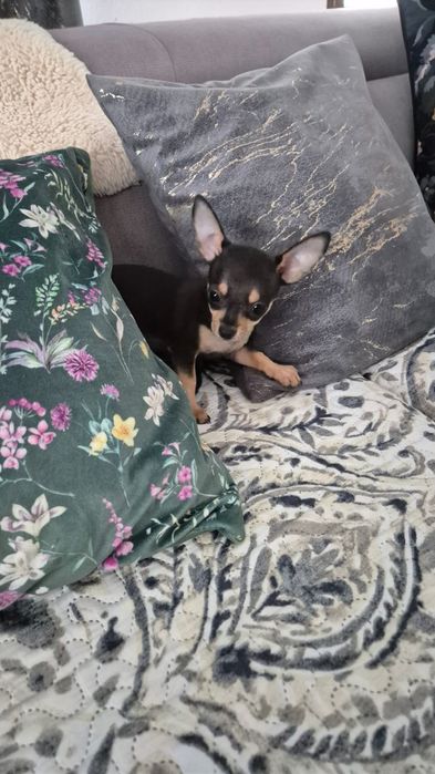 Băietel Chihuahua  ,8 săptămâni,superb.