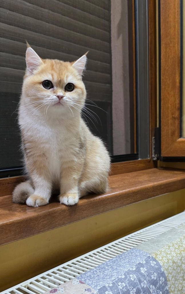 Fetita deosebita , brittish golden shorthair cu pedigree