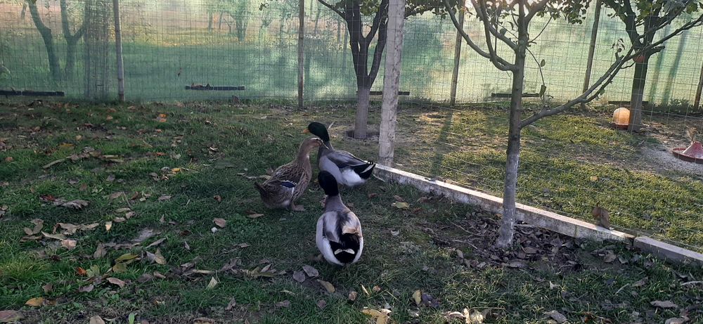 Vand ratoi  rasa mixta Rouene