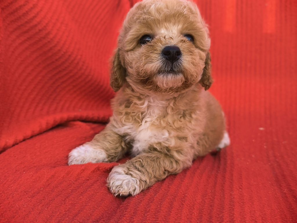 Vand fetita Maltipoo mini