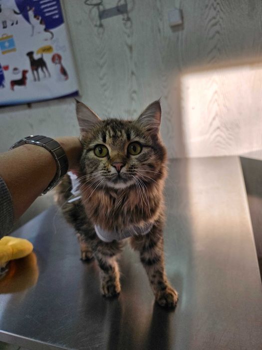 Молодая кошечка ищет семью.