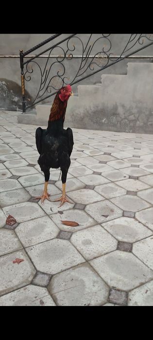 Dakan joja Nemes 6may 4kg Bola Hali Немец петушок 6май 4кг малыш