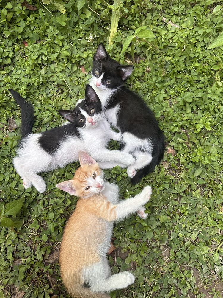 Отдаю котят В НАДЕЖНЫЕ руки