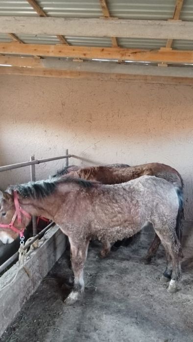 Жылқылар бар бордақы семіз