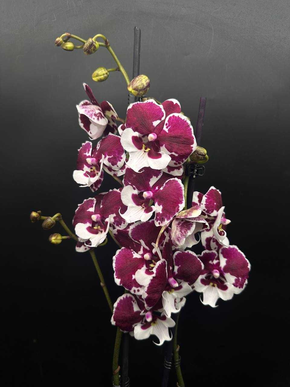 Премиум орхидеи биглипы с 2 мя цветоносами