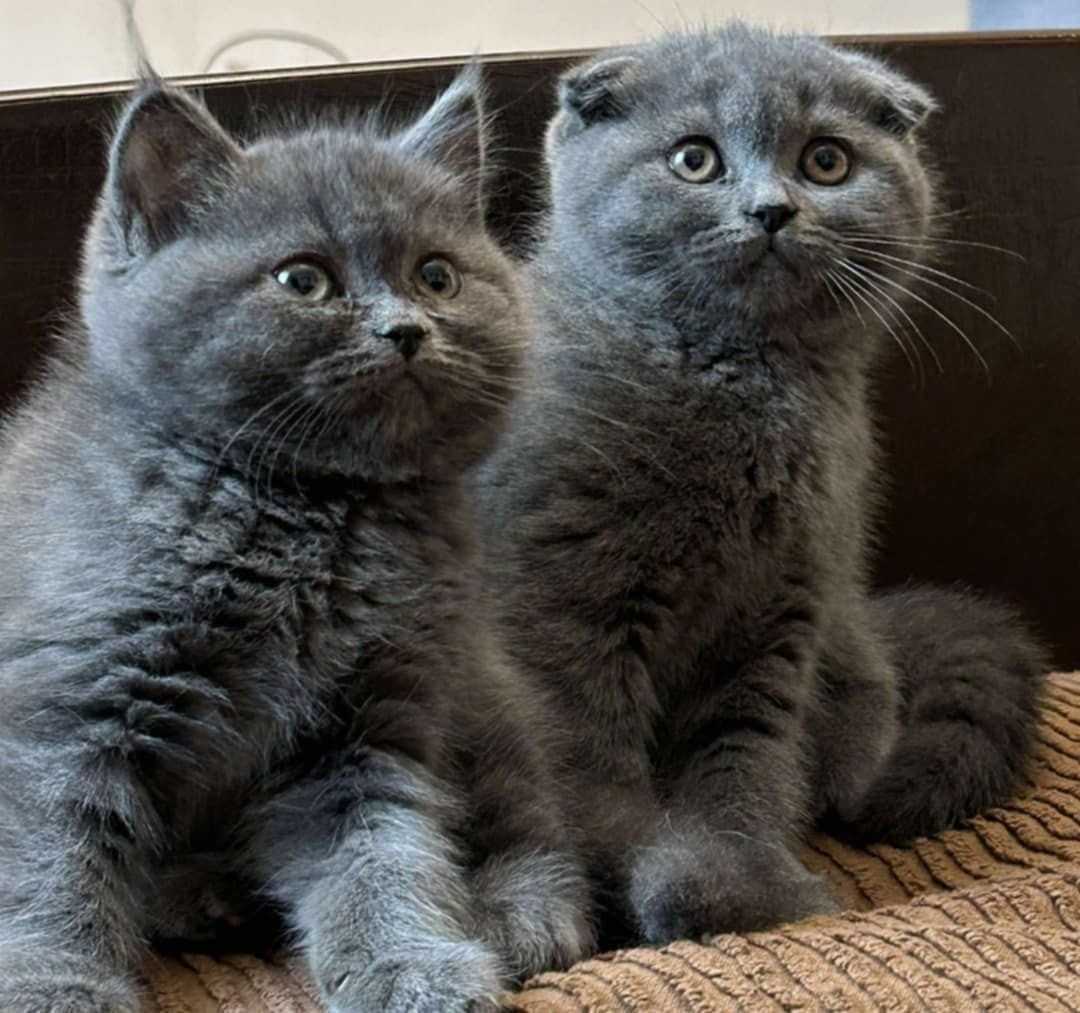 British-scottish fold