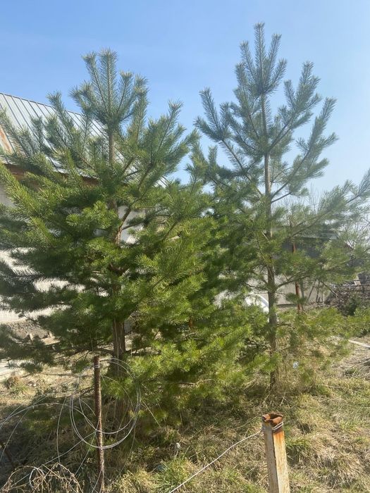 Сосна крымская самовыкоп самовывоз