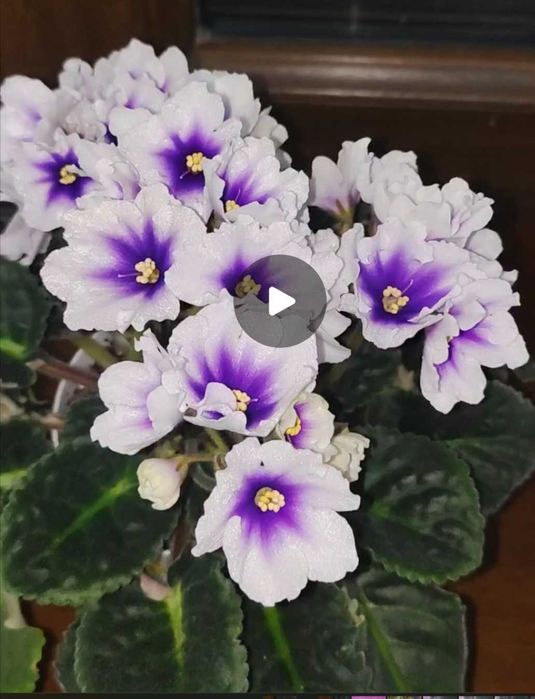 Фиалка в подарок сорт Королевство эльфов