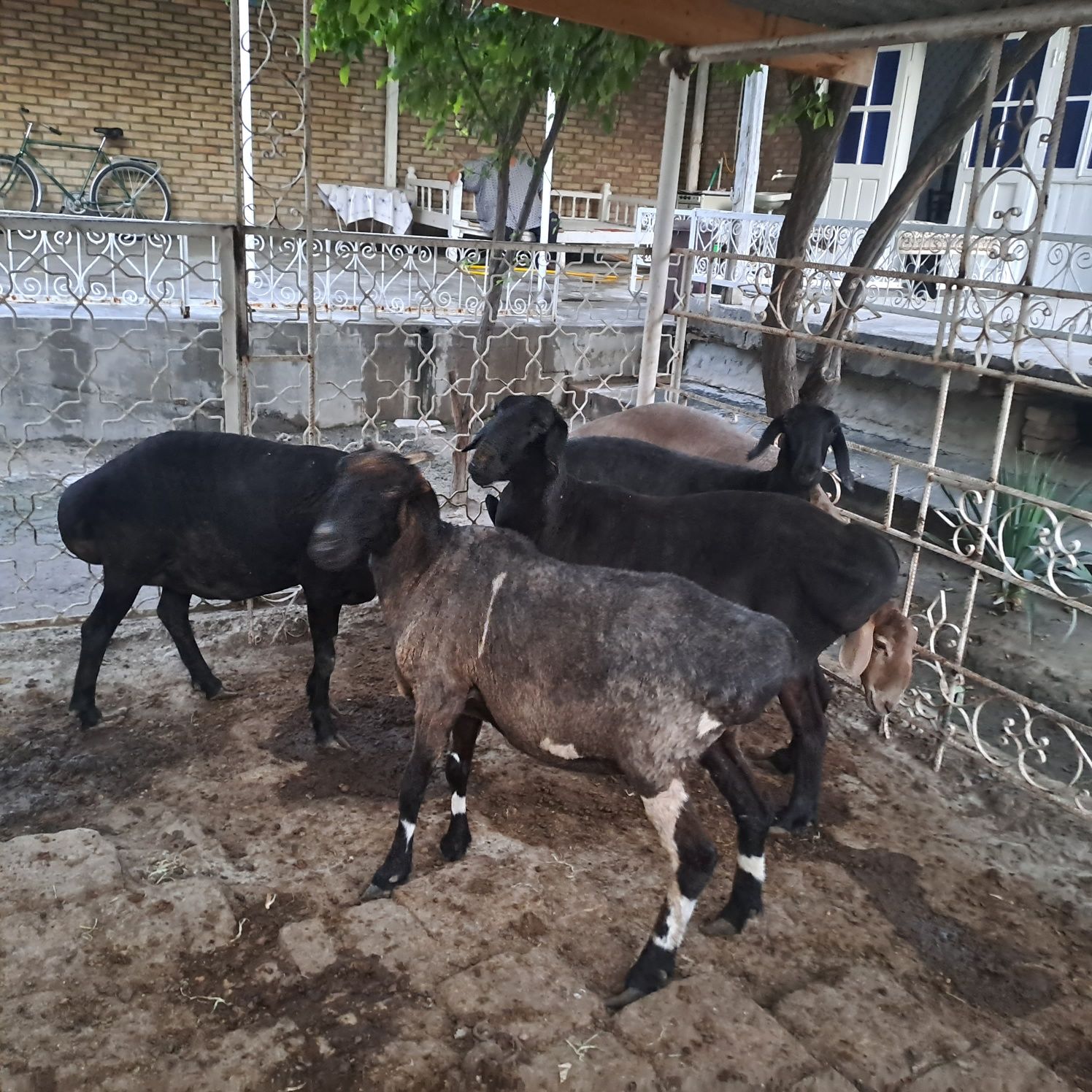 Кисир куйлар суиб берилади