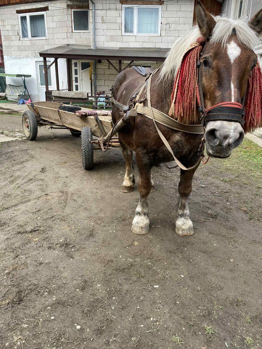 Vand sau schimb iapa garantata