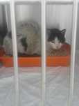 Mitsuki are nevoie de FOSTER sau ADOPȚIE