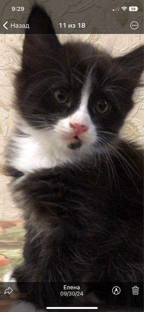 КОТЯТА ДАРОМ 1 месяц домашние