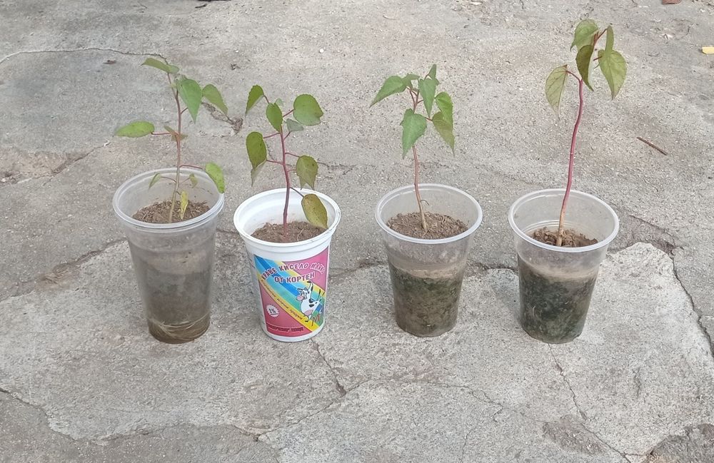 Хибискус с огромни 20-25 сантиметровицветове