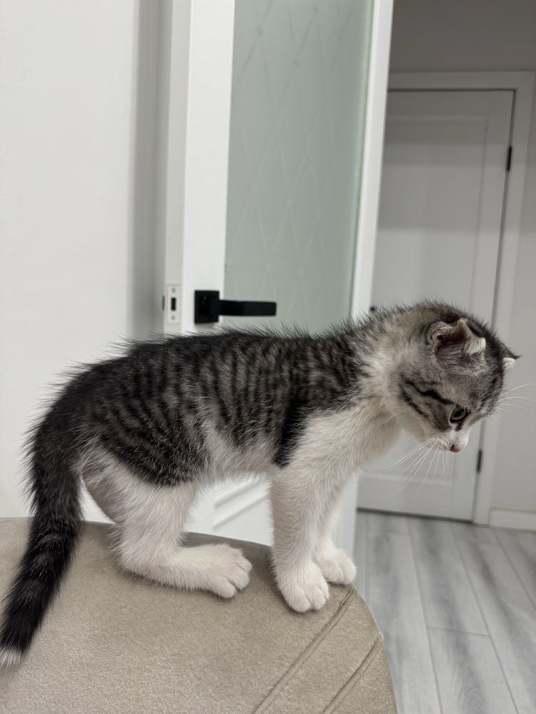 Котёнок, 3 месяца