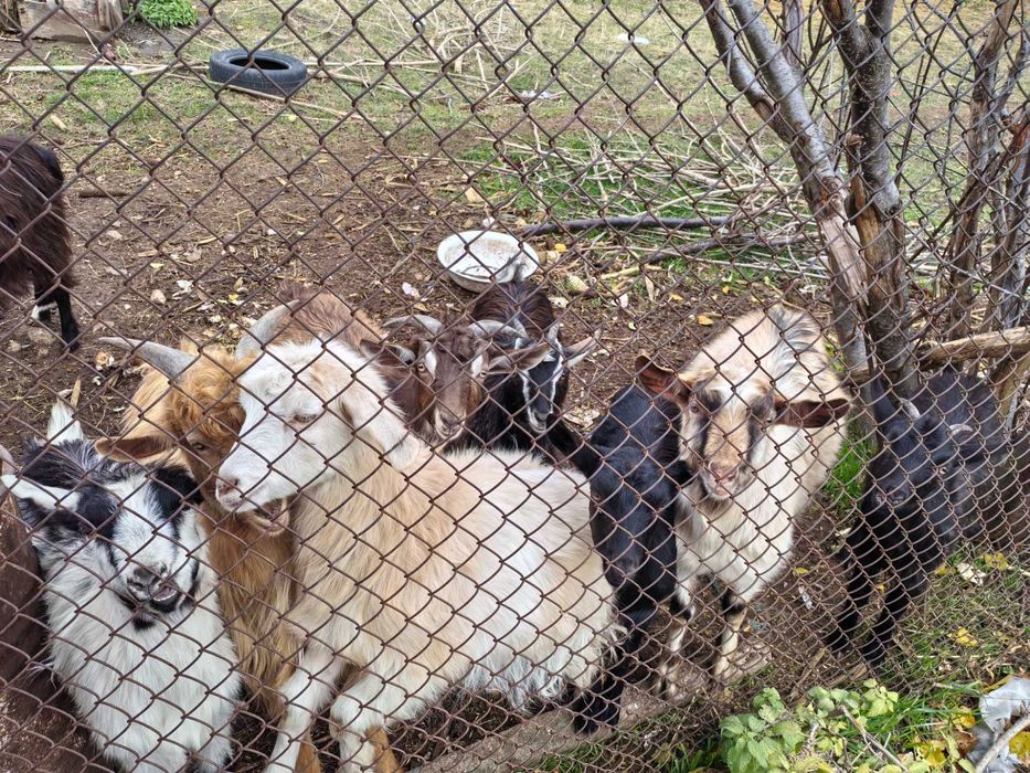 Млади козички, мъжки и женски