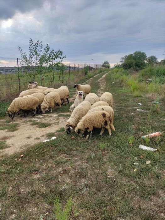 Vind oi  la primul liel