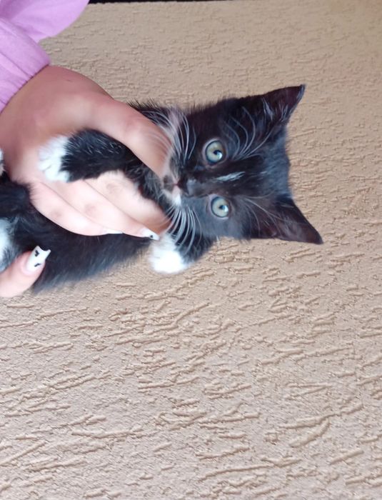 Pisicuțe spre adopție