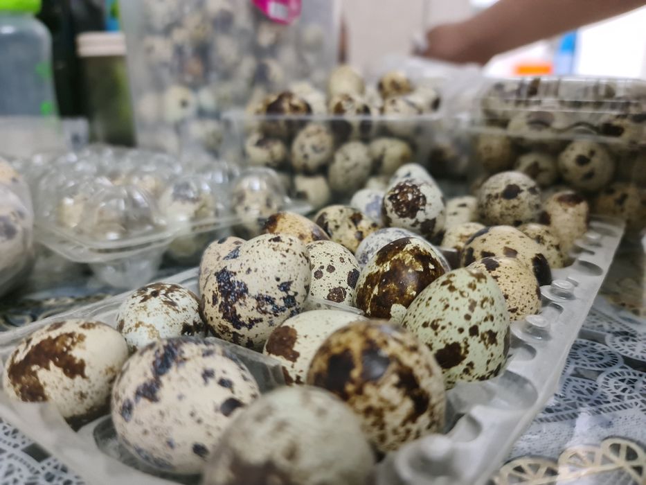 Бөдене жумыртка сатылады Багасы 40