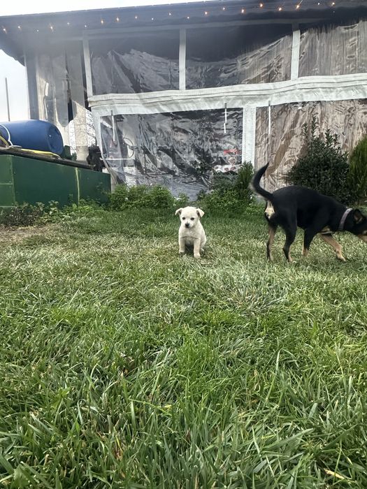 Две братчета си търсят дом Бял Пинчер